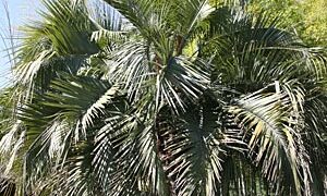 JUBAEA X BUTIA HYBRID VERY COLD HARY HYBRID PALM THAT LOVES SUN AND HEAT