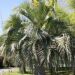 JUBAEA X BUTIA HYBRID VERY COLD HARY HYBRID PALM THAT LOVES SUN AND HEAT