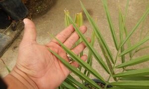 JUBAEA CHILENSIS THE CHILEAN WINE PALM