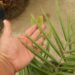 JUBAEA CHILENSIS THE CHILEAN WINE PALM