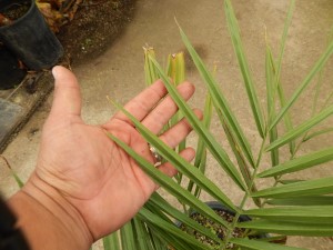 JUBAEA CHILENSIS THE CHILEAN WINE PALM