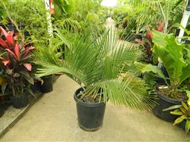 JUBAEA CHILENSIS
