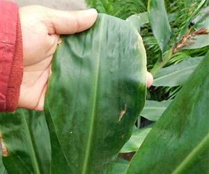 KAHILI GINGER HEDYCHIUM GARDNERIANUM