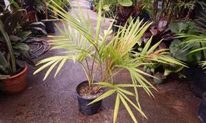 LACCOSPADIX AUSTRALASICA SINGLE TRUNK MOUNTAIN FORM