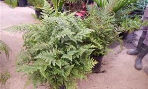 THE LEATHER FERN RUMOHRA ADIANTIFORMIS