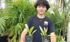 LICUALA SPINOSA SUCKERING FILTERED LIGHT FAN PALM