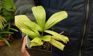 LICUALA SPINOSA SUCKERING FILTERED LIGHT FAN PALM