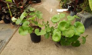 LIGULARIA TUSSILANGINEA – AKA FARUGIUM TUSSILANGINEA LILY-LIKE, FLAT GREEN LEAVES