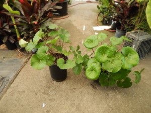 LIGULARIA TUSSILANGINEA – AKA FARUGIUM TUSSILANGINEA LILY-LIKE, FLAT GREEN LEAVES