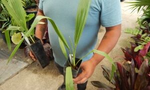 LIVISTONA DECIPIENS  – AKA LIVISTONA DECORA THIN TRUNK AUSTRALIAN FAN PALM