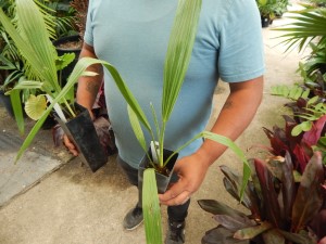 LIVISTONA DECIPIENS – AKA LIVISTONA DECORA THIN TRUNK AUSTRALIAN FAN PALM