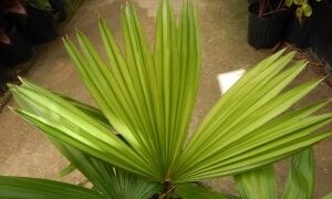LIVISTONA SARIBUS LARGE, DARK & HOOKED SPINES
