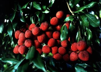 LYCHEE JUVINILE STARTER PLANTS