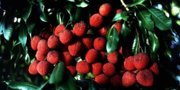 LYCHEE JUVINILE STARTER PLANTS