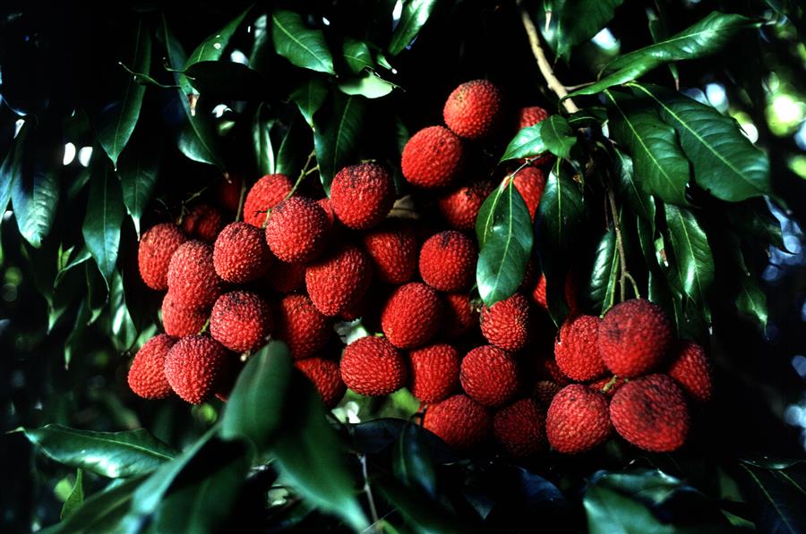 LYCHEE JUVINILE STARTER PLANTS