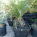 MACROZAMIA MOOREI LARGER COLD HARDY CYCAD