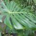 SWISS CHEESE PHILODENDRON