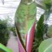 MUSA ZEBRINA AKA MUSA ACUMINATA ZERBRINA A NON-FRUITING ORNAMENTAL BANANA