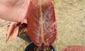 PHILODENDRON McCOLLEYS FINALE