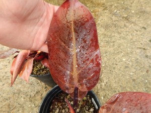 PHILODENDRON McCOLLEYS FINALE