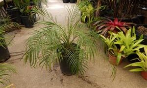 PHOENIX ROEBELENII THE PYGMY DATE PALM
