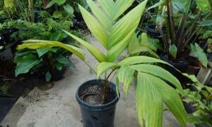 PINANGA JAVANA SINGLE TRUNK, TROPICAL & EXOTIC SPECIES