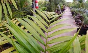 PRESTOEA MONTANA AKA PRESTOEA ACUMINATA VAR. MONTANA