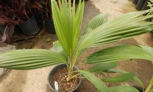 PRITCHARDIA HILLEBRANDII A HAWAIIAN LOULU FAN PALM