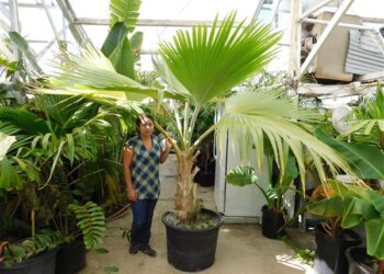 PRITCHARDIA SPECIES OLD AND HUGE 15G PLANTS