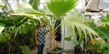 PRITCHARDIA SPECIES OLD AND HUGE 15G PLANTS
