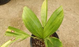 PTYCHOSPERMA ELEGANS THE SOLITAIRE PALM – NATIVE TO AUSTRALIA