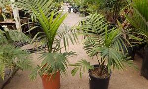 RAVENEA RIVULARIS THE MAJESTY PALM