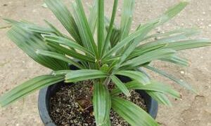 RHAPIDOPHYLLUM HYSTRIX THE NEEDLE PALM