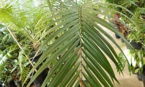 ROYSTONEA REGIA THE CUBAN ROYAL PALM