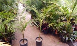 ROYSTONEA REGIA THE CUBAN ROYAL PALM