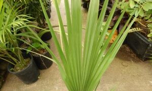 SABAL BLACKBURNIANA LARGE AND TALL FAN PALM