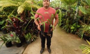 SALE ON BAND SIZED PALMS TWELVE TO CHOOSE FROM – ALL RARE