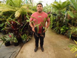 SALE ON BAND SIZED PALMS TWELVE TO CHOOSE FROM – ALL RARE