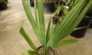 SABAL MINOR THE DWARF PALMETTO