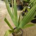 SABAL MINOR THE DWARF PALMETTO