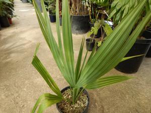SABAL MINOR THE DWARF PALMETTO