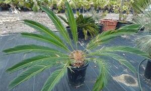 CYCAS REVOLUTA – THE SAGO PALM MOST POPULAR CYCAD IN THE WORLD