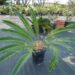 CYCAS REVOLUTA – THE SAGO PALM MOST POPULAR CYCAD IN THE WORLD
