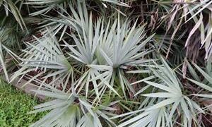 SERENOA REPENS SOUGHT AFTER BLUE FORM