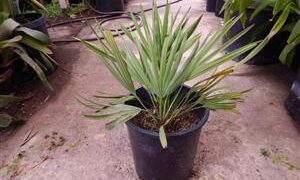 SERENOA REPENS SOUGHT AFTER BLUE FORM