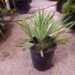 SERENOA REPENS SOUGHT AFTER BLUE FORM