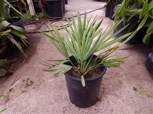 SERENOA REPENS SOUGHT AFTER BLUE FORM