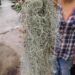 SPANISH MOSS TILLANDSIA USNEOIDES