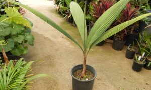 SYAGRUS KELLYANA SMALL TO MEDIUM SIZED PINNATE PALM A SMALLER ALTERNATIVE TO THE QUEEN PALM
