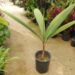 SYAGRUS KELLYANA SMALL TO MEDIUM SIZED PINNATE PALM A SMALLER ALTERNATIVE TO THE QUEEN PALM